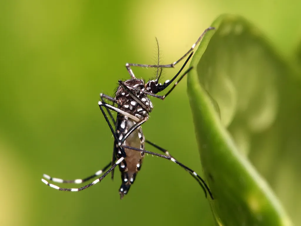 Dedetização de Mosquito